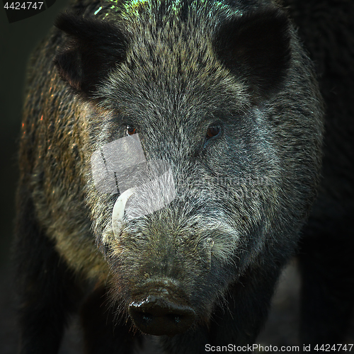 Image of portrait of large wild boar