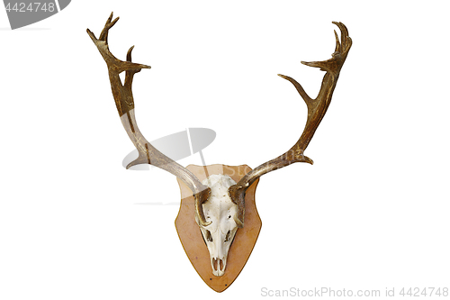 Image of fallow deer stag hunting trophy over white