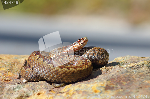 Image of Vipera berus standing on a stone in natural habitat