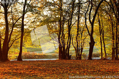 Image of trees in fall season