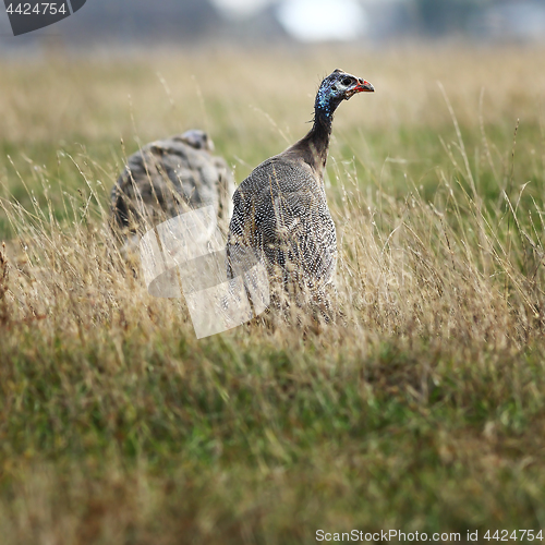 Image of guinea hen near the farm