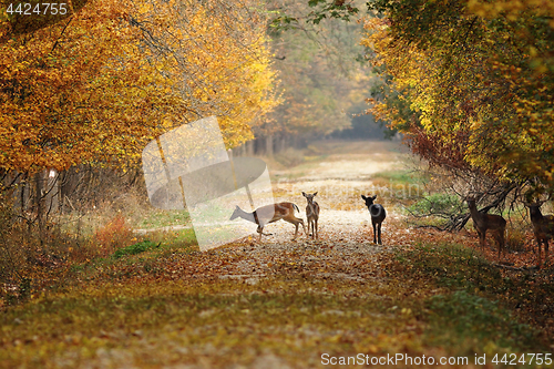 Image of deers on rural road