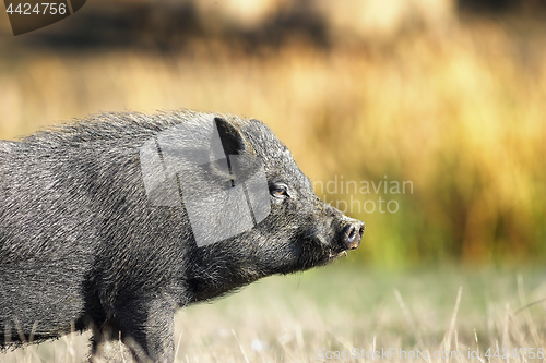 Image of closeup of vietnamese black pig