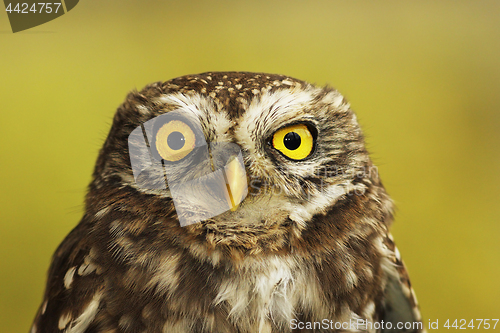 Image of portrait of little owl