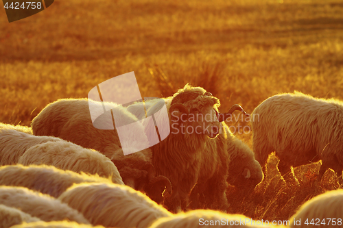 Image of sheep herd in sunset orange light