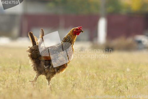 Image of funny hen on meadow