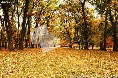 Image of beautiful pedestrian path in autumn woods
