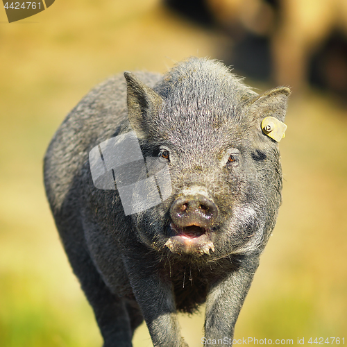 Image of portrait of vietnamese pig