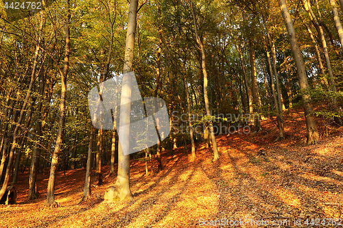 Image of autumn colors in the woods