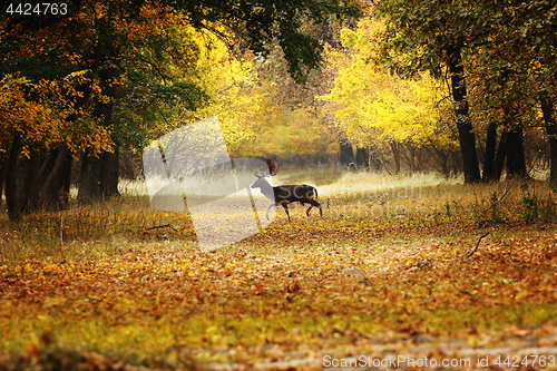 Image of fallow deer buck passing rural road in the woods