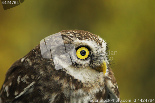 Image of portrait of cute little owl