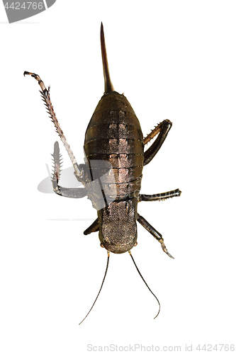 Image of big bellied cricket over white 