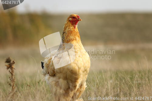 Image of domestic hen in the field