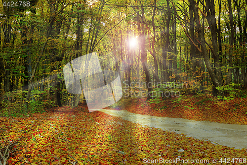 Image of rays of sunlight through the forest