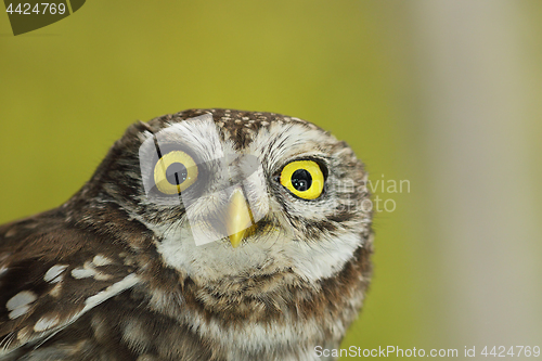 Image of closeup of beautiful Athene noctua