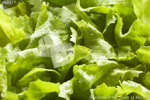 Image of salad