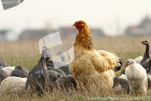 Image of big domestic hen near the farm