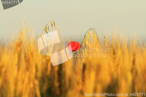 Image of single red poppy in wheat field