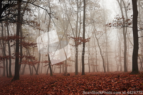 Image of fog in the middle of the woods