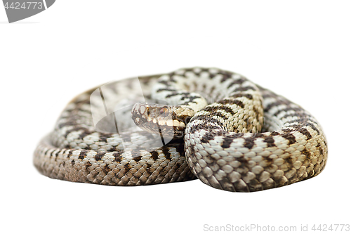 Image of isolated european venomous snake