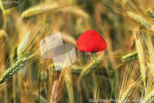 Image of colorful wild poppy growing in wheat field