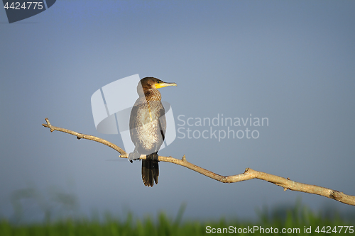 Image of great cormorant perched on branch in natural habitat