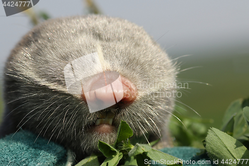 Image of portrait of lesser mole rat