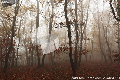 Image of foggy autumn forest