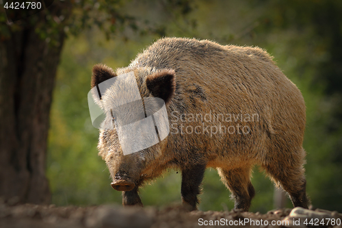 Image of huge wild boar coming towards the camera