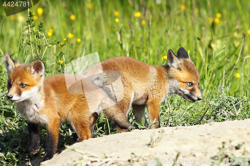 Image of eurasian red fox youngsters in a glade