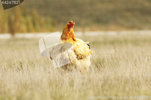 Image of large domestic hen in the field