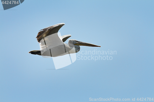 Image of dalmatian pelican in flight