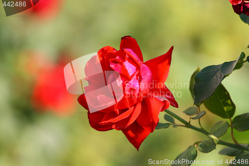 Image of Rose