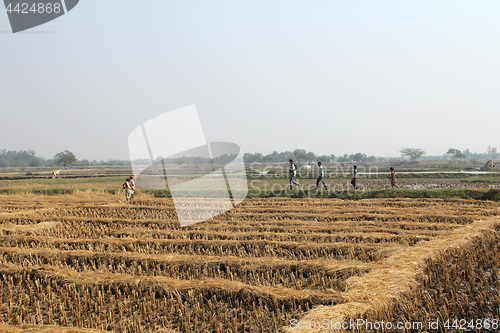 Image of Farmer havesting rice on rice field in Baidyapur, West Bengal, India