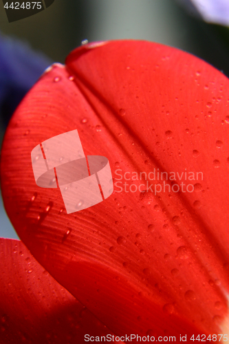 Image of Sheets of red tulips