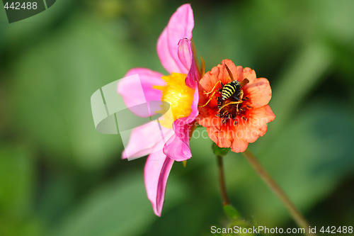 Image of Bee on the flower