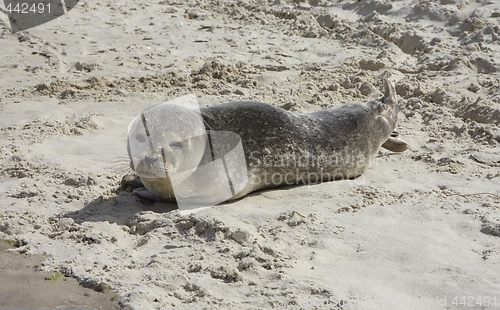 Image of Seal in the sand.