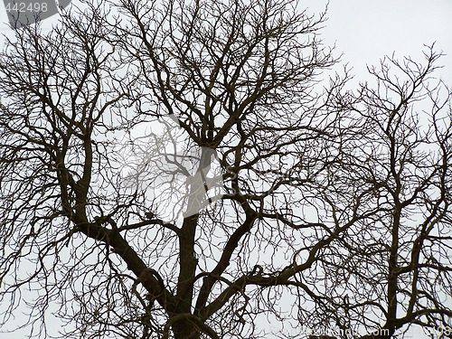 Image of Sleeping tree