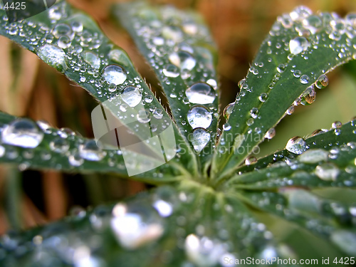 Image of Green Plant