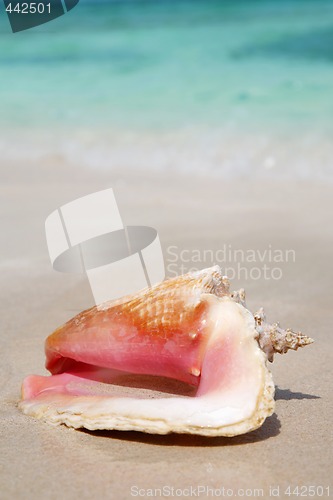 Image of Queen Conch Shell