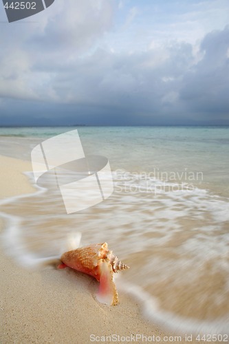 Image of Queen Conch Shell