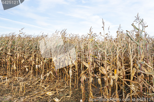 Image of Ripe yellow corn