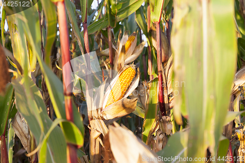 Image of ears of ripe corn