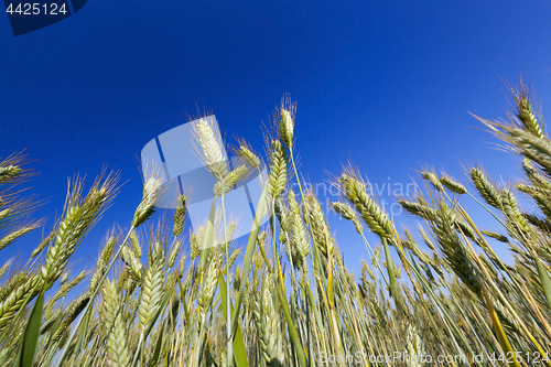 Image of immature green grass