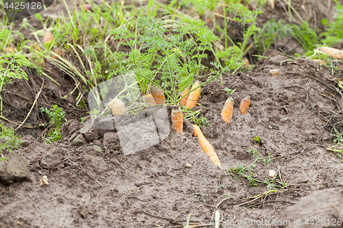 Image of red carrots in the field