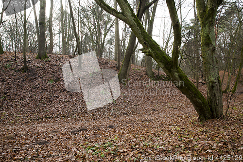 Image of trees in autumn forest