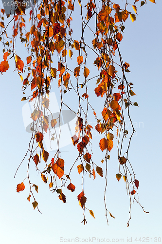 Image of birch in autumn, close-up