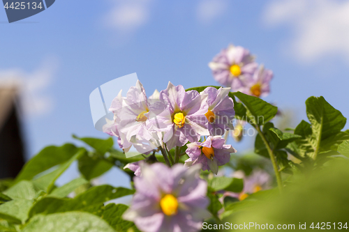 Image of potato flower, close-up