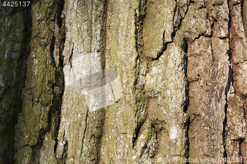 Image of tree bark, close-up