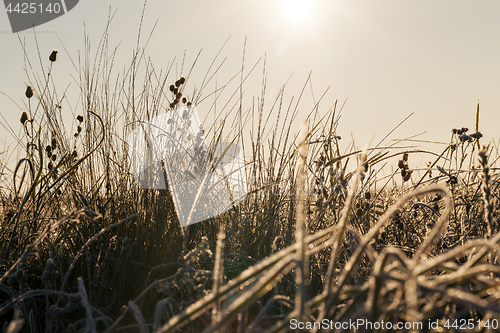 Image of green grass in the frost